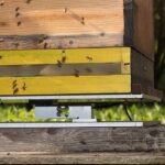 soporte de la balanza para colmenas de Hivewatch